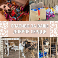 Акция по сбору корма для кошек и собак Акция по сбору корма для кошек и собак.